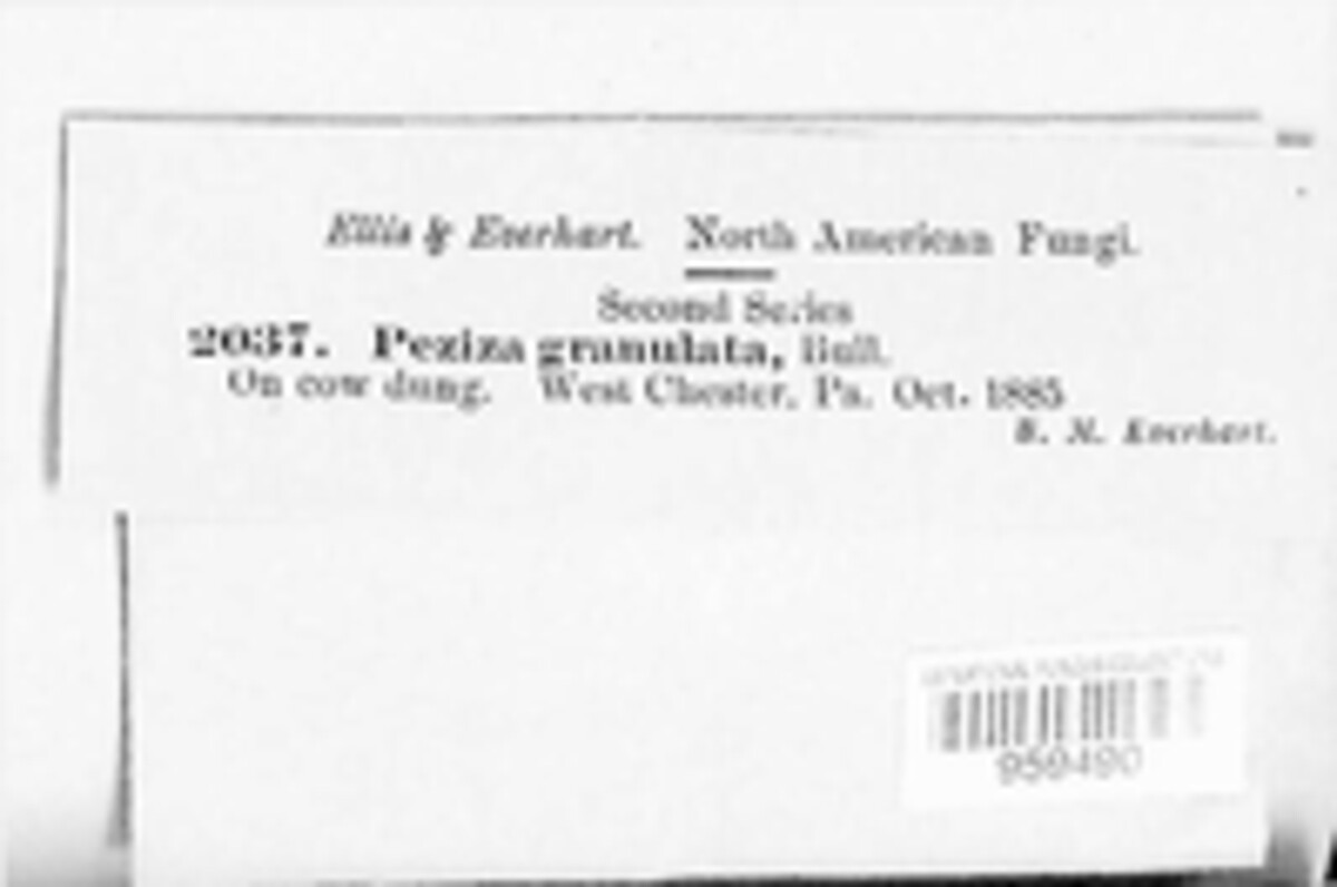 Cheilymenia granulata image